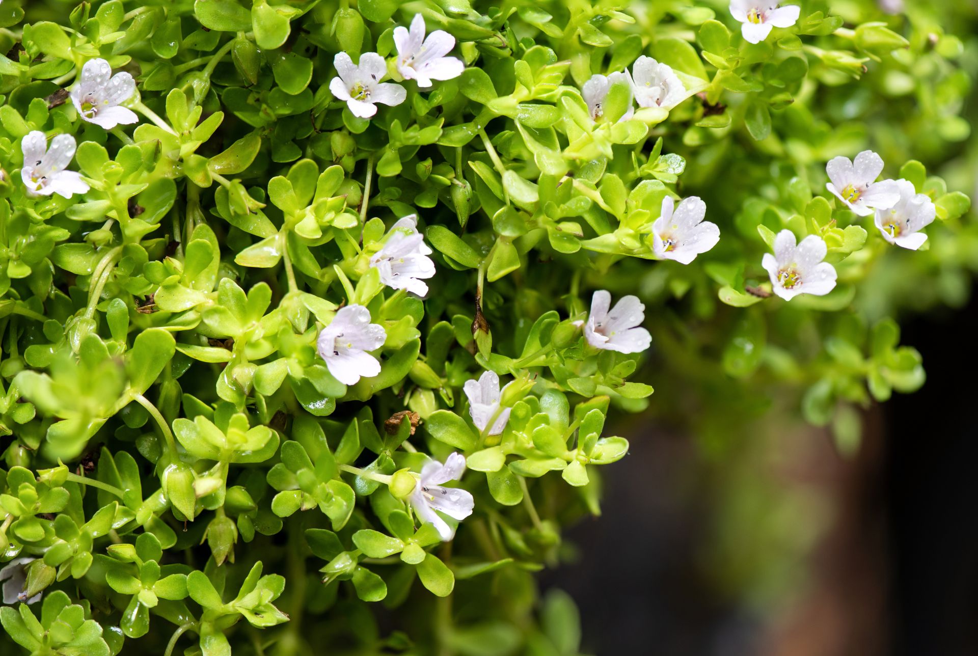 Bacopa Monnieri - natural nootropic for memory